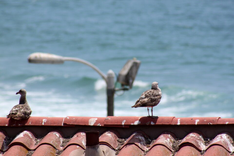 Seagull coast animals