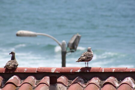 Seagull coast animals photo