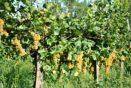 Grape vintage balaton uplands