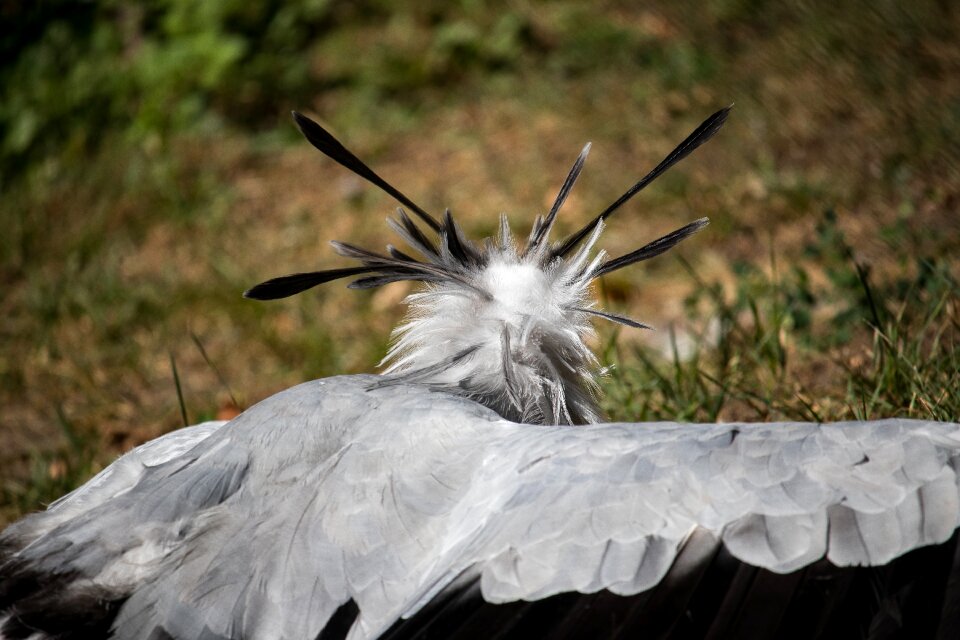 Animal animal world africa