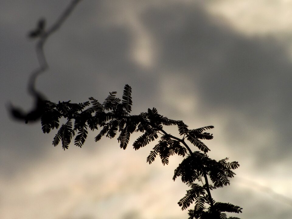 Weather tree leaves