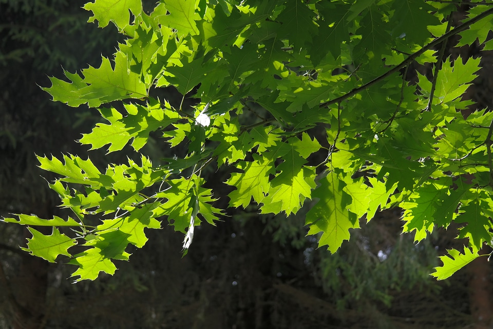 Branches green red oak