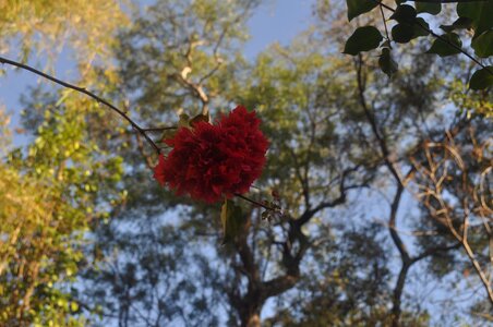 Heart in bloom love is in the air flower in heart shape