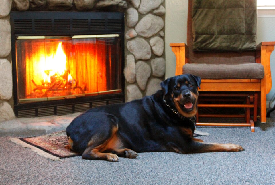 Pet friendly portrait