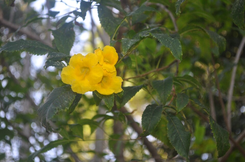Yellow flower flower flourish