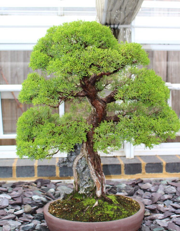 Tree japan small miniature