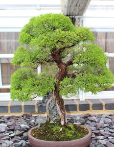 Tree japan small miniature