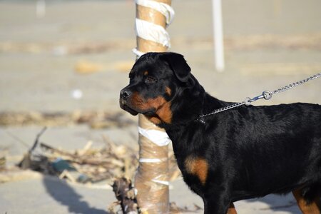 Animal beach black dog photo