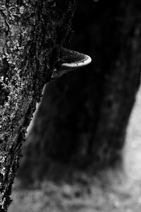 Nature wood