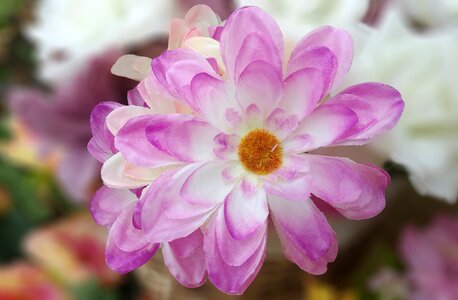 Flowers pink sophistication
