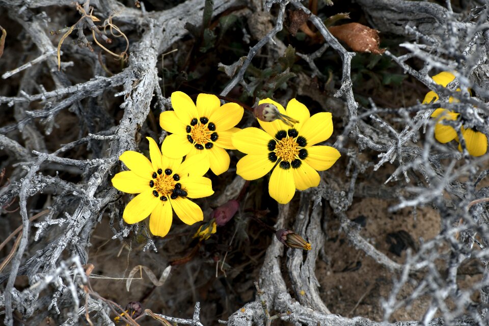 Harsh yellow gray desert