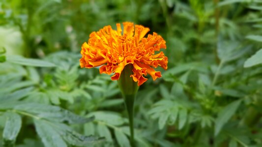 Greenery flowers