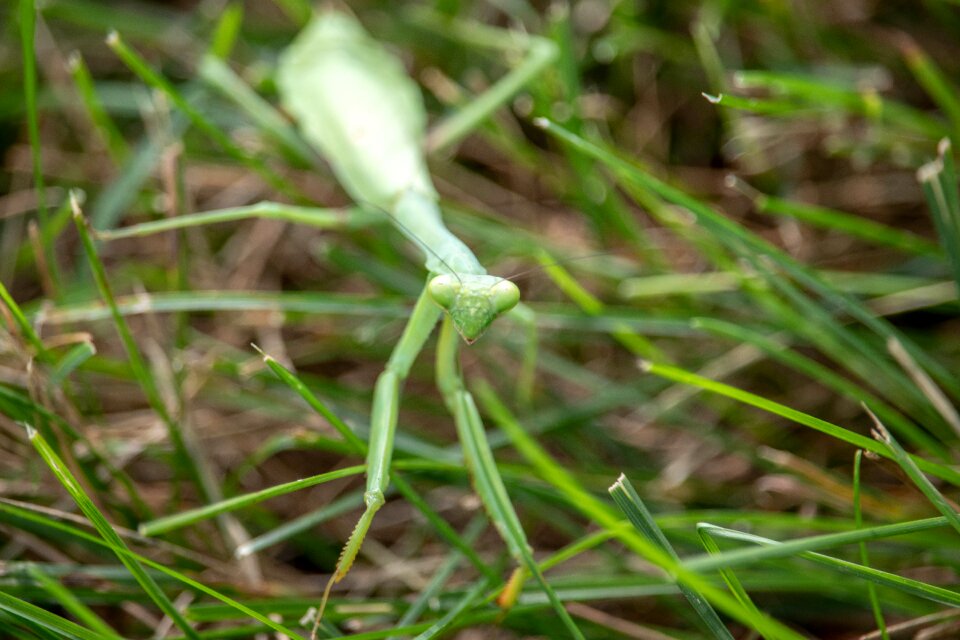 Insect animal plant photo