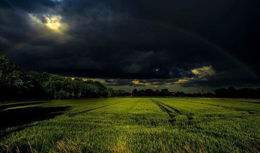 Green grass