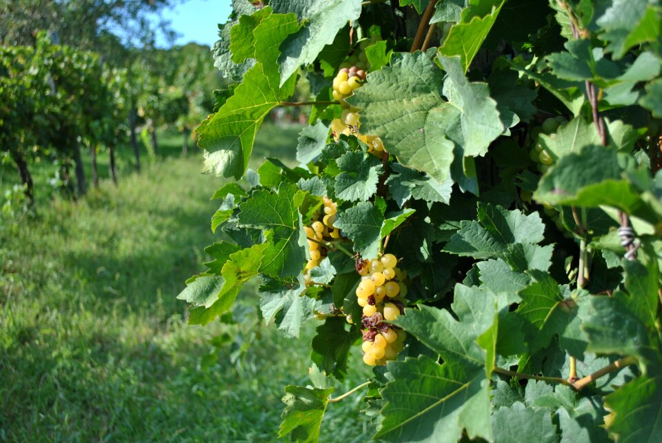 Grape leaves autumn viticulture