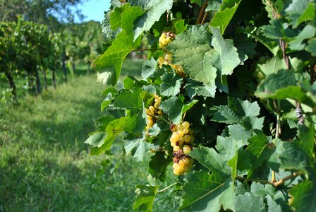 Grape leaves autumn viticulture