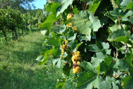 Grape leaves autumn viticulture photo