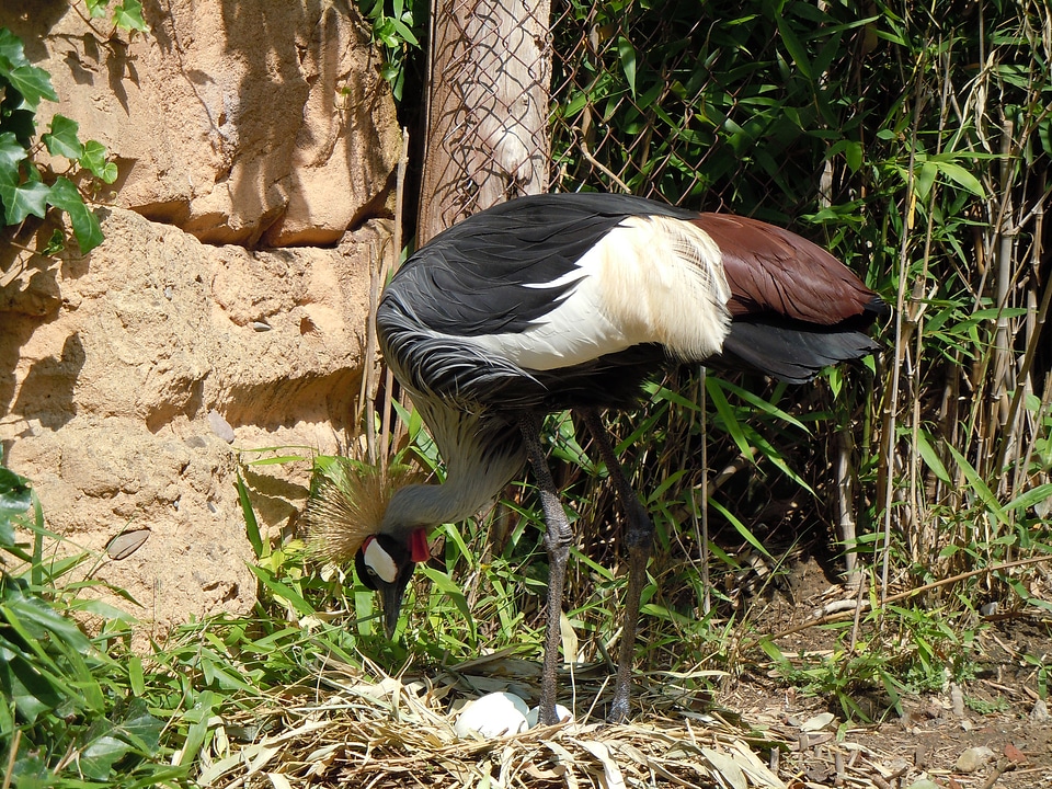 Scrim animal bird
