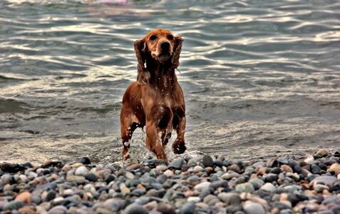 Sea english cocker spaniel waves