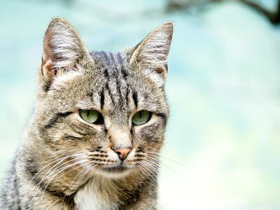 Domestic cat cat face portrait photo