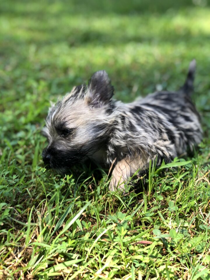 Puppy cairn terrier