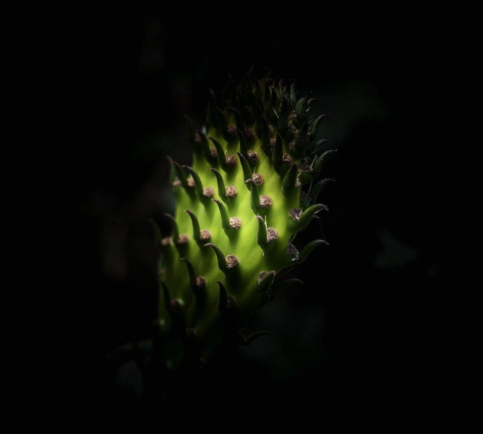 Nature prickly garden