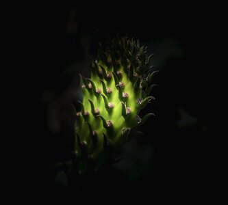 Nature prickly garden