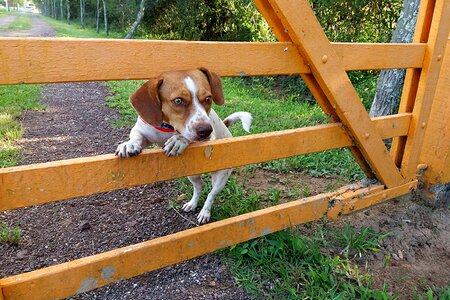 Puppy canine she photo