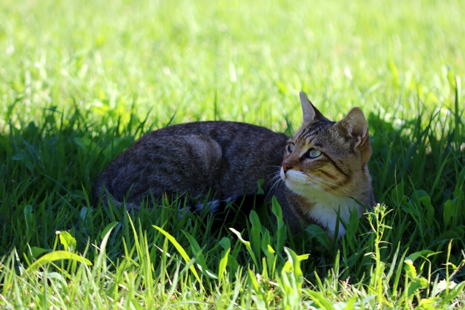 Tabby pet gilnyangyi