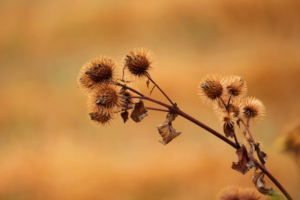 Close up plant flora