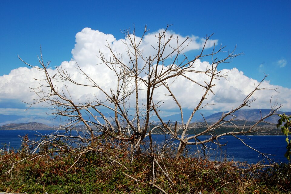 Uschnięty ficus sea clouds