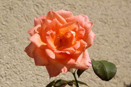 Rose flower pink rose photo