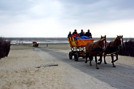 Wadden sea coach horse drawn carriage photo