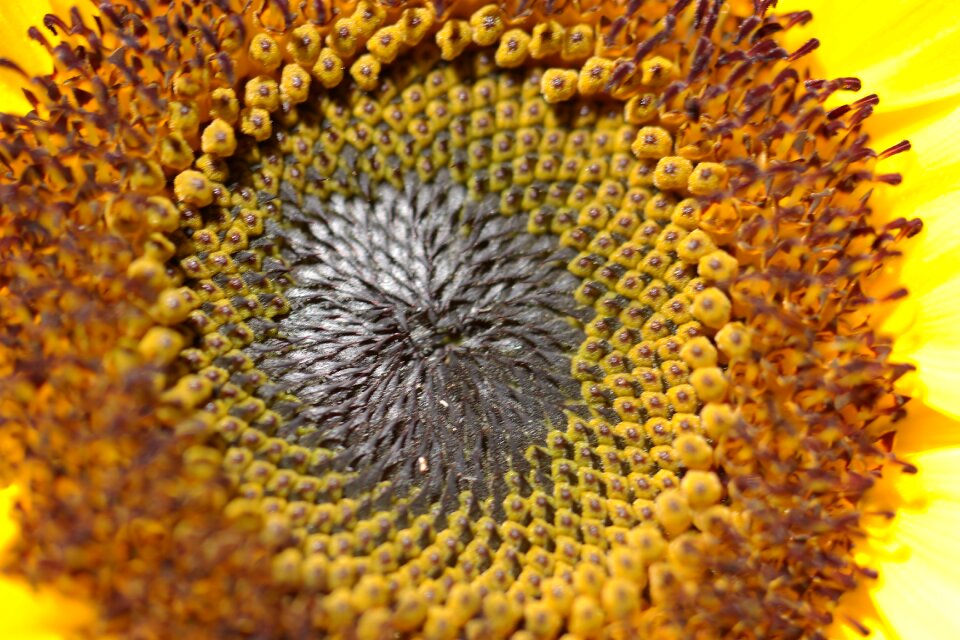 Blossom nature plant