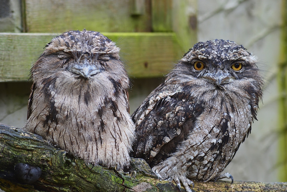 Australia bird pair