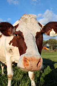 Curious cow the nrf grazing