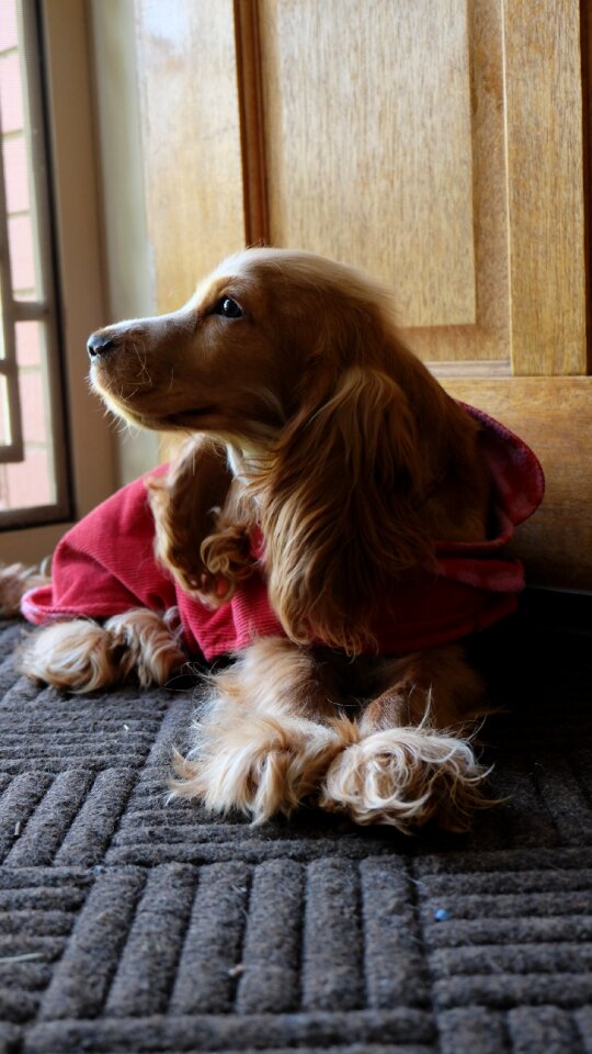 Gold cocker spaniel purebred
