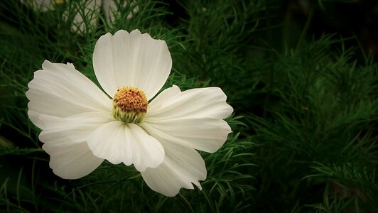 Cosmos white close up