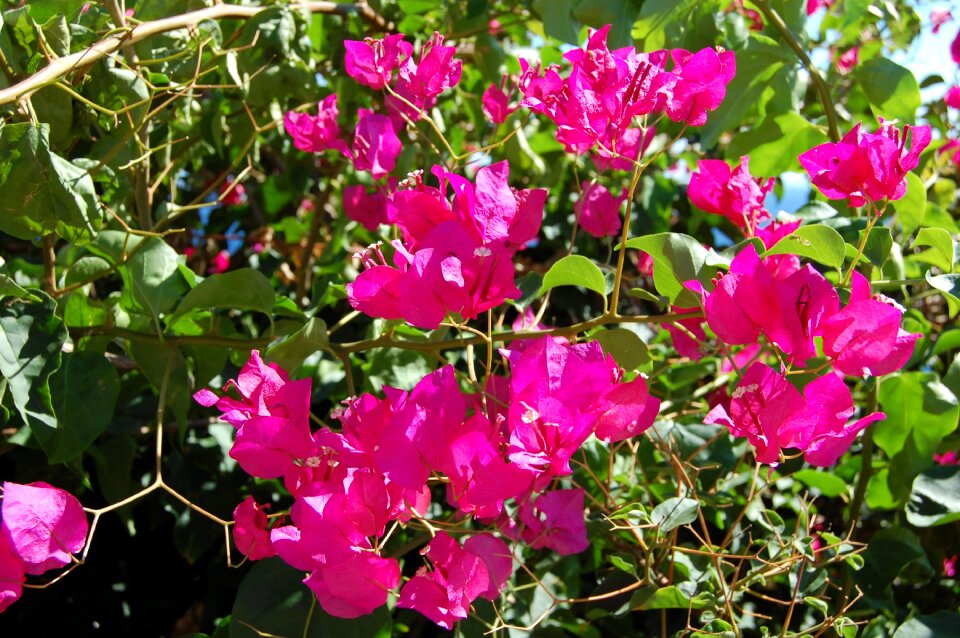 Bougainvillea flowering shrub plant