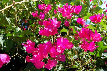 Bougainvillea flowering shrub plant photo