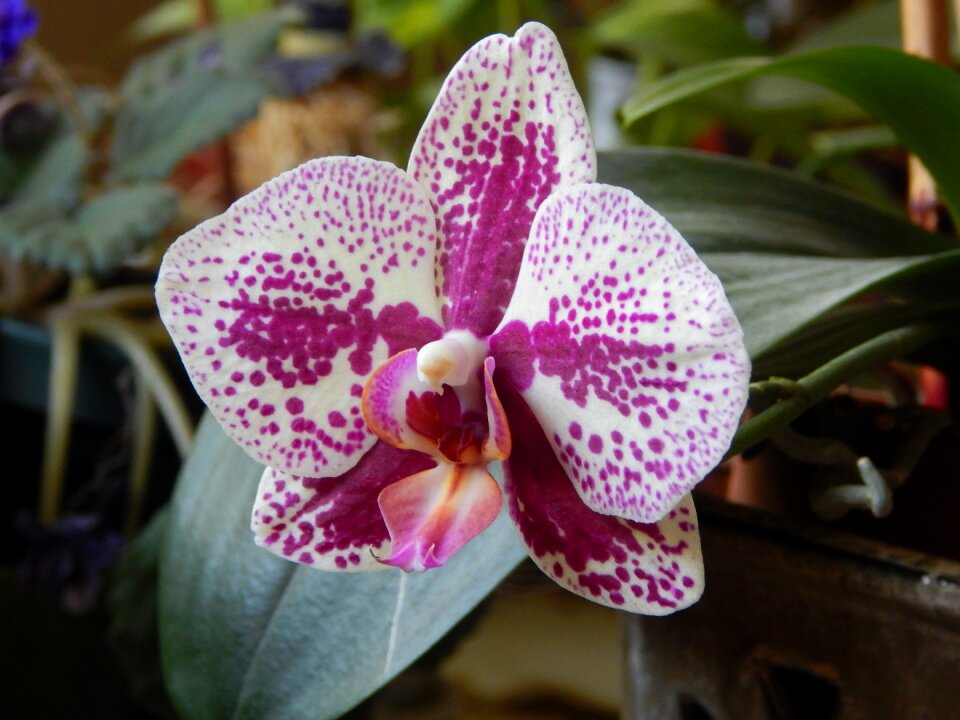 Floral flora flower