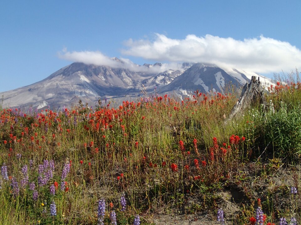 St helens indian paintbrush
