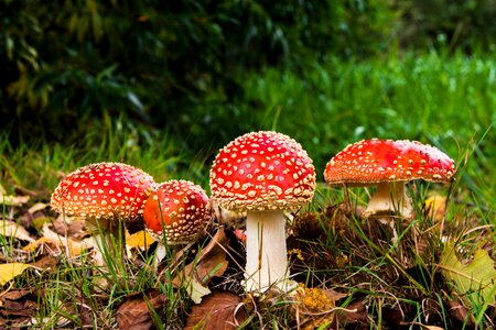 Toadstool red risk photo