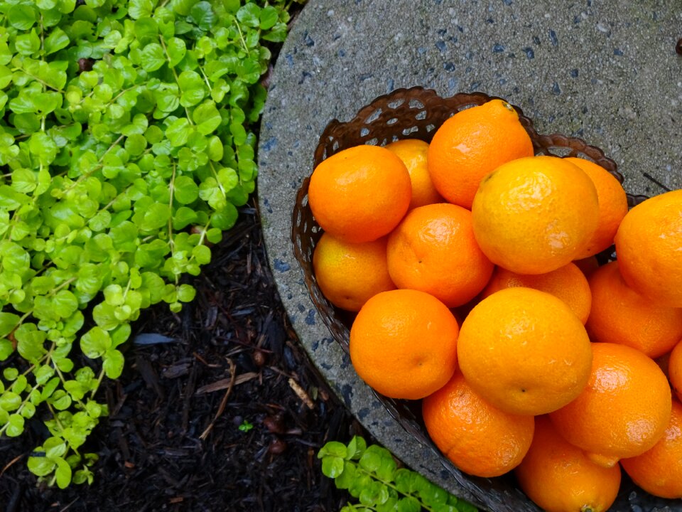 Food fruit healthy