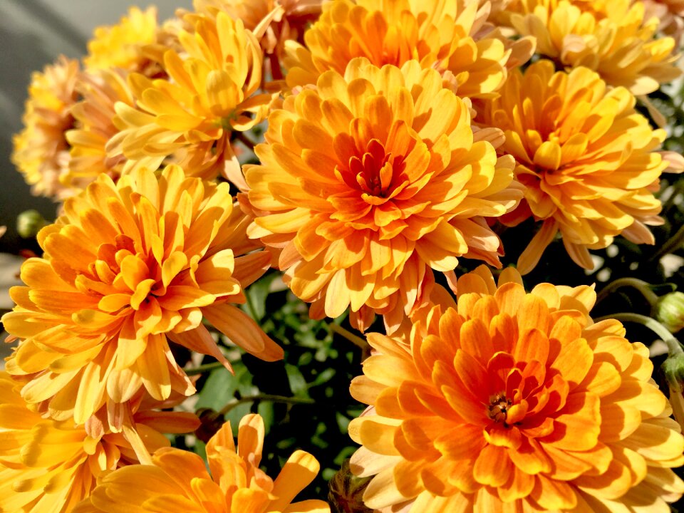 Orange late summer autumn