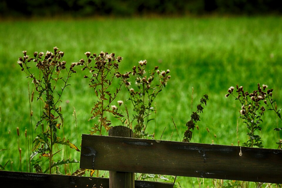Fence autumn