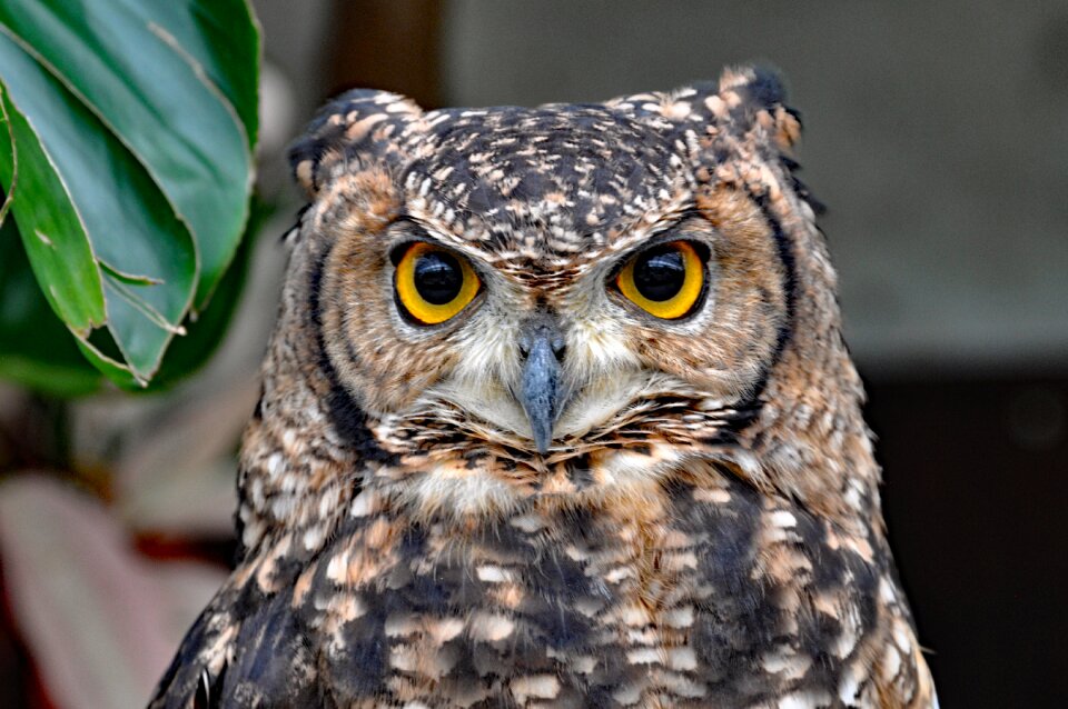 Bird animal birds of prey
