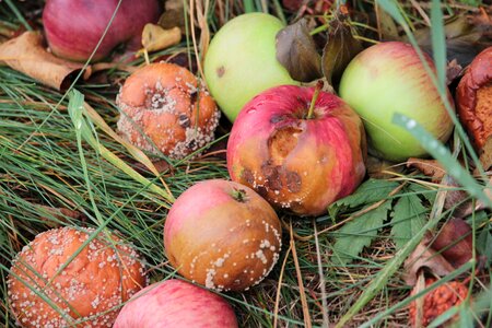 Bad fruit autumn