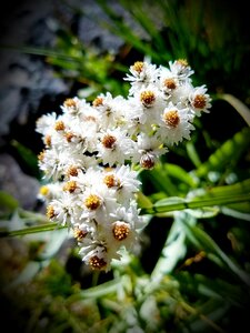 Baby's breath wildflowers blooms