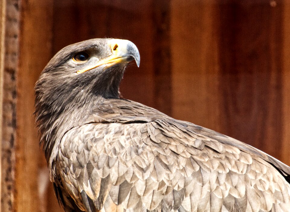Bird of prey animal world bill